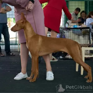 Additional photos: Pharaoh Hound Puppy Girl