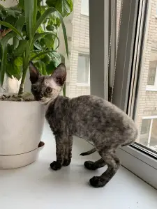 Photo №1. devon rex - for sale in the city of Smolensk | 567$ | Announcement № 2186