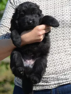 Additional photos: puppies German long-haired shepherd-boys and girls KSU / FCI, 33 days, book