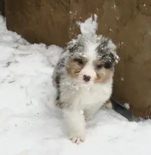 Additional photos: Australian Shepherd. Aussie