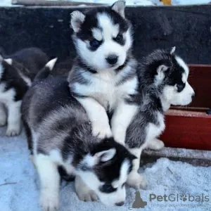 Photo №1. siberian husky - for sale in the city of Aalst | 264$ | Announcement № 120195