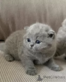 Photo №1. british shorthair - for sale in the city of Роттердам | 380$ | Announcement № 13826