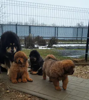 Photo №2 to announcement № 1097 for the sale of tibetan mastiff - buy in Belarus private announcement