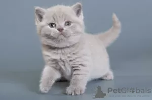 Photo №2 to announcement № 120617 for the sale of british shorthair - buy in Czech Republic breeder