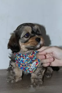 Photo №4. I will sell havanese dog in the city of Москва. from nursery - price - negotiated