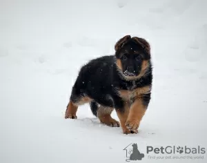 Photo №2 to announcement № 80271 for the sale of german shepherd - buy in Russian Federation from nursery