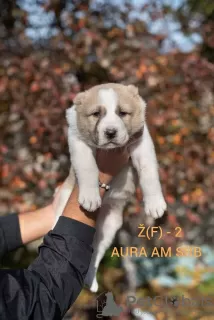 Photo №4. I will sell central asian shepherd dog in the city of Москва. from nursery - price - negotiated