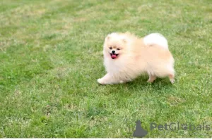 Photo №2 to announcement № 111734 for the sale of pomeranian - buy in Turkey private announcement