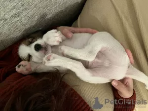 Additional photos: Parson Russell Terrier puppy