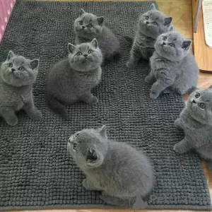 Photo №2 to announcement № 24861 for the sale of british shorthair - buy in Austria 