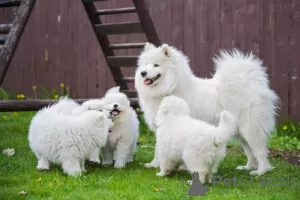 Photo №1. samoyed dog - for sale in the city of Adelboden | Is free | Announcement № 130468