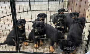 Photo №2 to announcement № 114831 for the sale of rottweiler - buy in United States private announcement