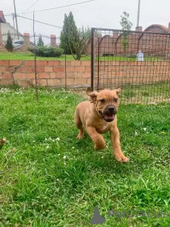 Additional photos: South African Mastiff - Boerboel