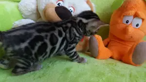 Additional photos: Bengal kitten