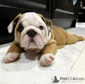 Photo №1. english bulldog - for sale in the city of Ruse | negotiated | Announcement № 104722