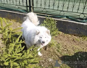 Additional photos: Samoyed females