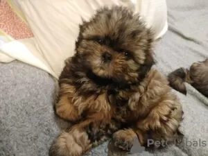 Additional photos: High breed Shih Tzu puppies