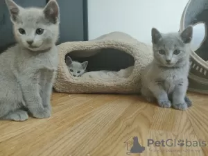 Photo №3. Stunning Russian Blue Kittens,. Finland