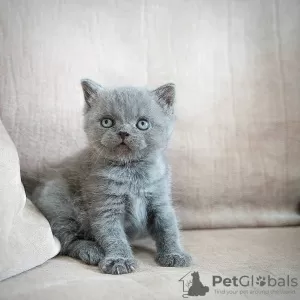 Photo №3. British Shorthair Champion lineage in the pedigree. Germany