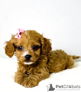 Additional photos: Cavapoo-cavapoo (Cavalier Toy Poodle)