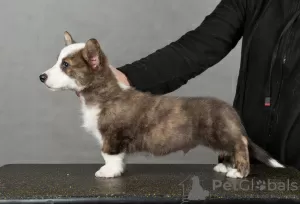 Photo №4. I will sell welsh corgi in the city of St. Petersburg. from nursery, breeder - price - 690$