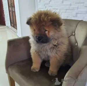 Additional photos: Chow Chow Puppies