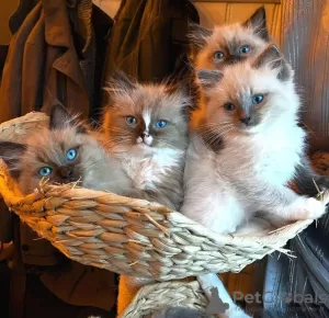 Photo №4. I will sell ragdoll in the city of Калифорния Сити.  - price - negotiated