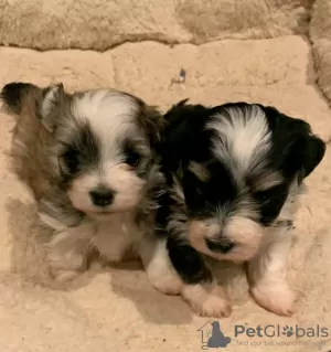 Photo №2 to announcement № 54783 for the sale of havanese dog - buy in Finland breeder