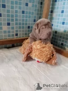 Additional photos: Shar Pei puppies