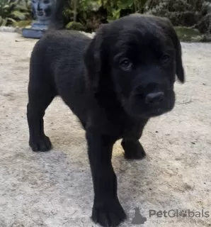 Additional photos: Labradoodles