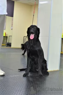 Photo №3. Straight Coated Retriever Puppy. France