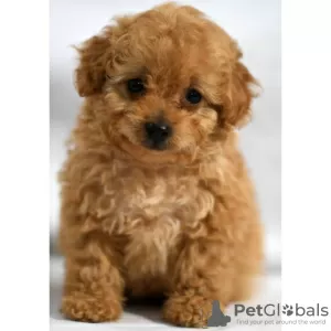 Photo №3. POODLE PUPPY AVAILABLE. United States