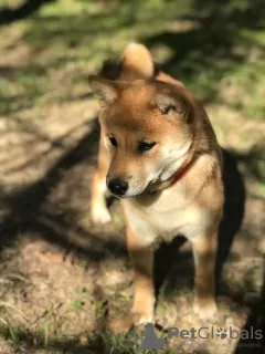 Additional photos: SHIBA INU PUPPIES