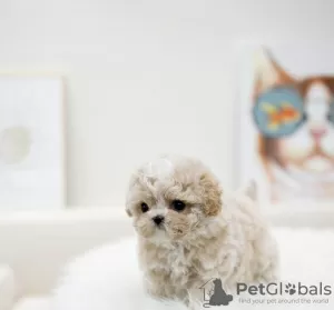 Photo №3. MALTESE PUPPY. Austria