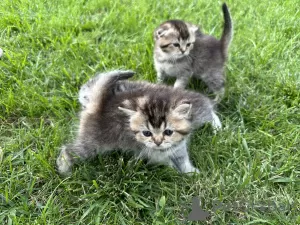 Additional photos: Scottish kittens - Scottish fold and Scottish straight