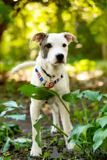 Additional photos: Beautiful Dart puppy in good hands.