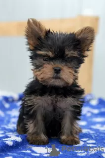 Photo №1. yorkshire terrier - for sale in the city of Chelyabinsk | 473$ | Announcement № 12735