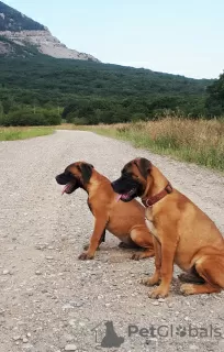 Photo №3. Bullmastiff puppies. Sweden