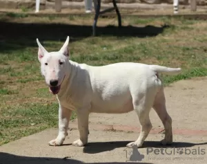 Photo №2 to announcement № 106399 for the sale of bull terrier - buy in Serbia breeder