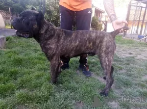 Photo №3. cane corso boy for sale. Russian Federation