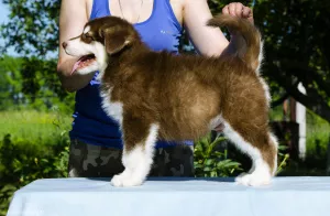 Additional photos: Colored puppies of Alaskan Malamute