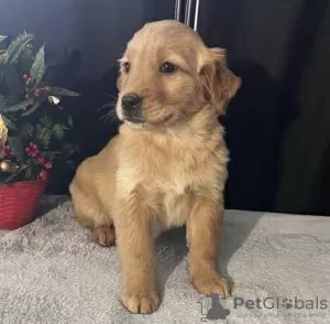 Photo №1. golden retriever - for sale in the city of Вашингтон | 500$ | Announcement № 103626