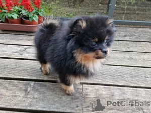 Photo №2 to announcement № 54808 for the sale of pomeranian - buy in Lithuania breeder