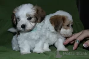 Additional photos: Havanese puppies