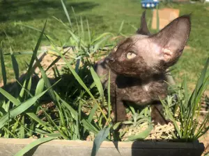 Photo №3. I offer a boy and a girl kitten of the Devon Rex breed, only to pets!. Russian Federation