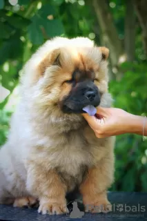 Photo №1. chow chow - for sale in the city of Paraćin | negotiated | Announcement № 65400