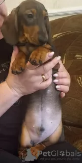 Additional photos: Dachshund puppies for sale