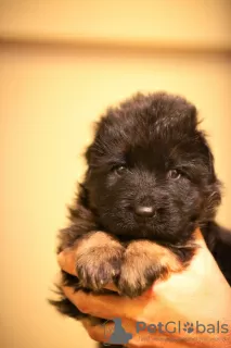 Photo №4. I will sell german shepherd in the city of Lviv. from nursery, breeder - price - 1057$