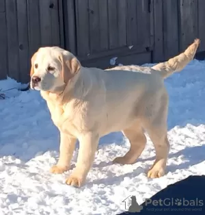 Photo №3. Labrador puppies. Russian Federation