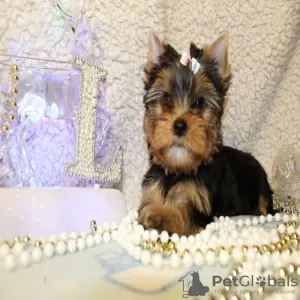 Photo №1. yorkshire terrier - for sale in the city of Be'er Sheva | Is free | Announcement № 19574